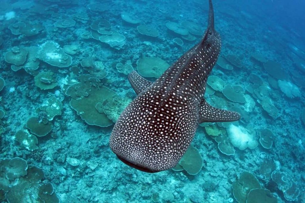 requin baleine